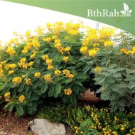 بذور سيسالبينيا أو زهرة الطاووس أصفر Caesalpinia pulcherrima بذور سيسالبينيا أو زهرة الطاووس أصفر Caesalpinia pulcherrima