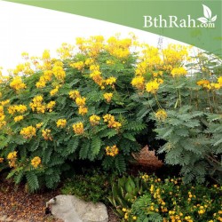 بذور سيسالبينيا أو زهرة الطاووس أصفر Caesalpinia pulcherrima بذور سيسالبينيا أو زهرة الطاووس أصفر Caesalpinia pulcherrima