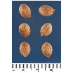 بذور نخيل ملوكي - Roystonea regia بذور نخيل ملوكي - Roystonea regia