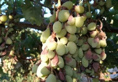 أمراض العنب و كيفية علاجها