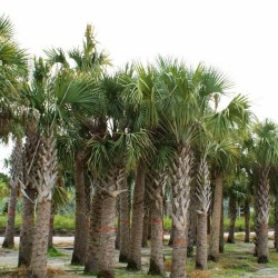 بذور نخيل ذيل الطاووس - Sabal palmetto بذور نخيل ذيل الطاووس - Sabal palmetto