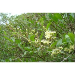 بذور شجرة الحناء - Lawsonia Inermis بذور شجرة الحناء - Lawsonia Inermis