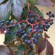 بذور متسلقة فرجينيا - Parthenocissus quinquefolia بذور متسلقة فرجينيا - Parthenocissus quinquefolia