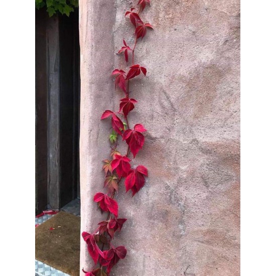 بذور متسلقة فرجينيا - Parthenocissus quinquefolia بذور متسلقة فرجينيا - Parthenocissus quinquefolia