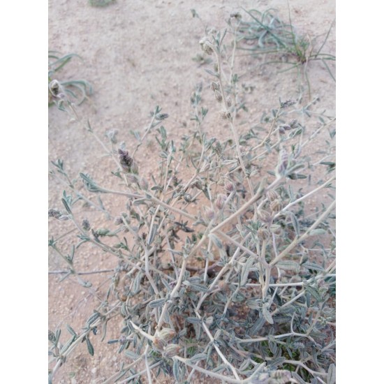 بذور الرقروق المصاحب للكمأة ( الفقع ) Helianthemum بذور الرقروق المصاحب للكمأة ( الفقع ) Helianthemum