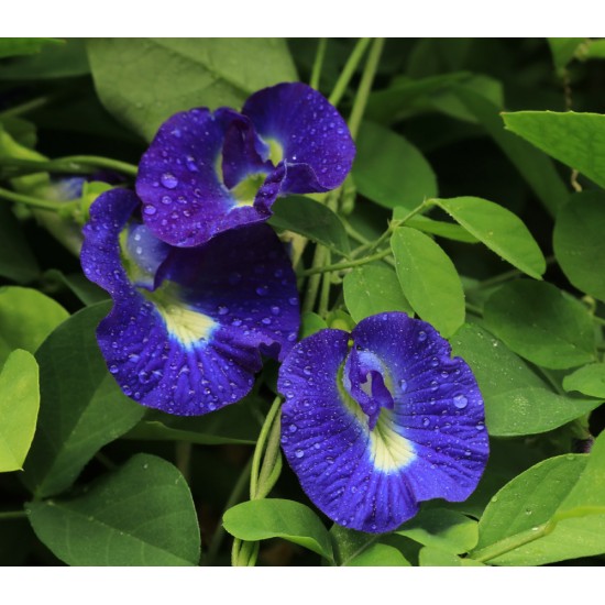 بذور متسلقة الشاي الأزرق - Clitoria ternatea بذور متسلقة الشاي الأزرق - Clitoria ternatea