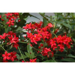 بذور شجرة الجاتروفا - Jatropha integerrima بذور شجرة الجاتروفا - Jatropha integerrima