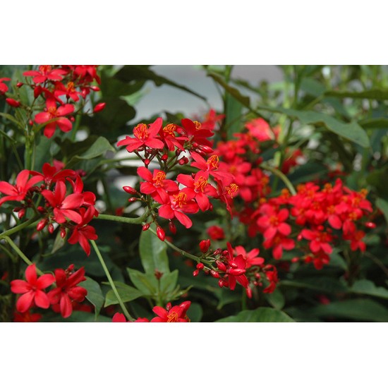 بذور شجرة الجاتروفا - Jatropha integerrima بذور شجرة الجاتروفا - Jatropha integerrima