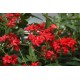 بذور شجرة الجاتروفا - Jatropha integerrima بذور شجرة الجاتروفا - Jatropha integerrima