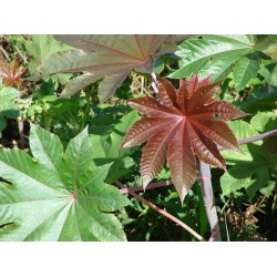 بذور شجرة الخروع - Ricinus communis بذور شجرة الخروع - Ricinus communis