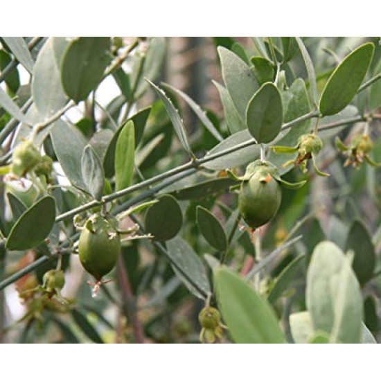 بذور الجوجوبا (Simmondsia chinensis) بذور الجوجوبا (Simmondsia chinensis)