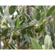 بذور الجوجوبا (Simmondsia chinensis) بذور الجوجوبا (Simmondsia chinensis)