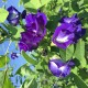بذور متسلقة الشاي الأزرق - Clitoria ternatea بذور متسلقة الشاي الأزرق - Clitoria ternatea