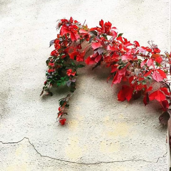 بذور متسلقة فرجينيا - Parthenocissus quinquefolia بذور متسلقة فرجينيا - Parthenocissus quinquefolia