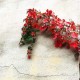 بذور متسلقة فرجينيا - Parthenocissus quinquefolia بذور متسلقة فرجينيا - Parthenocissus quinquefolia