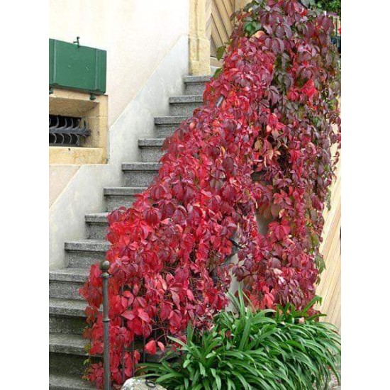 بذور متسلقة فرجينيا - Parthenocissus quinquefolia بذور متسلقة فرجينيا - Parthenocissus quinquefolia