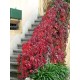 بذور متسلقة فرجينيا - Parthenocissus quinquefolia بذور متسلقة فرجينيا - Parthenocissus quinquefolia