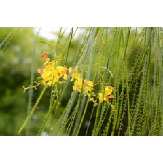بذور شجرة الباركنسونيا - Parkinsonia Aculeata بذور شجرة الباركنسونيا - Parkinsonia Aculeata