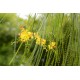 بذور شجرة الباركنسونيا - Parkinsonia Aculeata بذور شجرة الباركنسونيا - Parkinsonia Aculeata