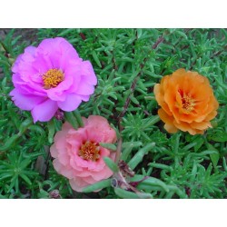 بذور زهور بورتولاكا - رجلة الزهور - portulaca grandiflora بذور زهور بورتولاكا - رجلة الزهور - portulaca grandiflora