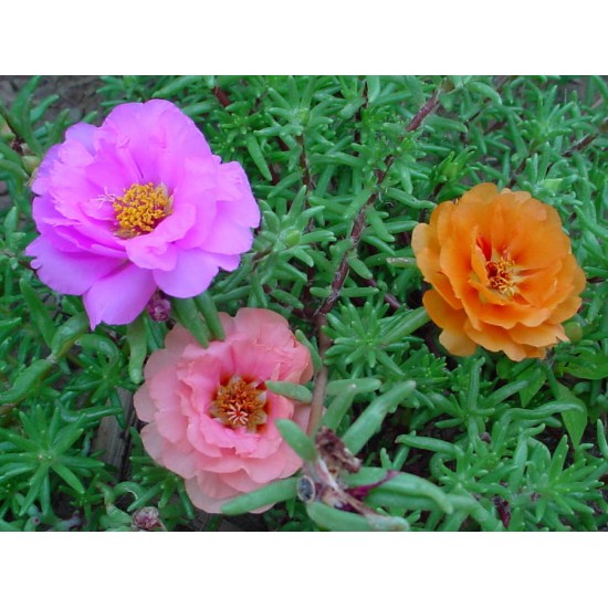 بورتولاكا (رجلة الزهور) portulaca grandiflora بورتولاكا (رجلة الزهور) portulaca grandiflora