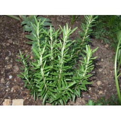 بذور عشبة اكليل الجبل (Rosmarinus officinalis) بذور عشبة اكليل الجبل (Rosmarinus officinalis)