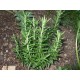 بذور عشبة اكليل الجبل (Rosmarinus officinalis) بذور عشبة اكليل الجبل (Rosmarinus officinalis)