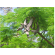 بذور شجرة البونسيانا الحمراء - Delonix regia بذور شجرة البونسيانا الحمراء - Delonix regia