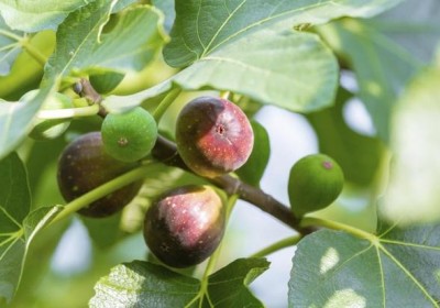 زراعة التين-إكثار التين