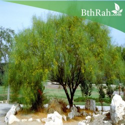 بذور شجرة الباركنسونيا - Parkinsonia Aculeata بذور شجرة الباركنسونيا - Parkinsonia Aculeata