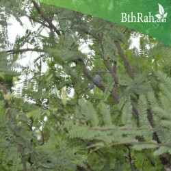 بذور شجرة حمر جاوي بذور شجرة حمر جاوي