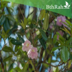 بذور شجرة التابوبيا الوردية البيضاء - Tabebuia heterophylla   بذور شجرة التابوبيا الوردية البيضاء - Tabebuia heterophylla