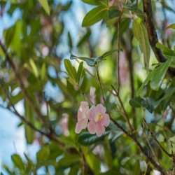 بذور شجرة التابوبيا الوردية البيضاء - Tabebuia heterophylla   بذور شجرة التابوبيا الوردية البيضاء - Tabebuia heterophylla