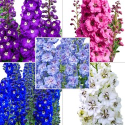 بذور نبات العايق ألوان ميكس -Delphinum-نبات العائق بذور نبات العايق ألوان ميكس -Delphinum-نبات العائق