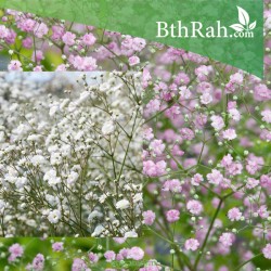 بذور الجيبسوفيلا - لونين - Gypsophila بذور الجيبسوفيلا - لونين - Gypsophila