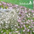 بذور الجيبسوفيلا - لونين - Gypsophila