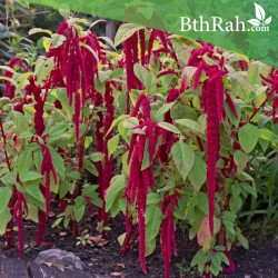 بذور زهور الأمارنتس-Amaranthus Caudatus