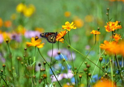 الملقحات وحدائقنا