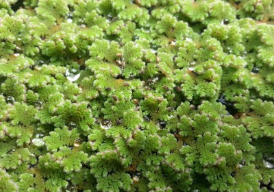 الأزولا-AZOLLA