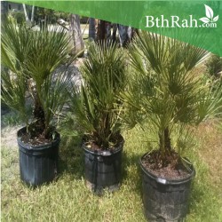 بذور نخيل شاميروبس-Chamaerops humilis بذور نخيل شاميروبس-Chamaerops humilis