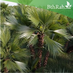 بذور نخيل شاميروبس-Chamaerops humilis