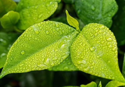 التسميد الورقي-التغذية الورقية