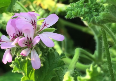 نبات العطر شاه-العطرة Pelargonium