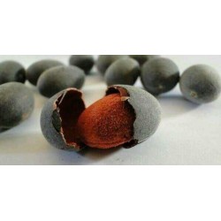 بذور شجرة حمر جاوي بذور شجرة حمر جاوي