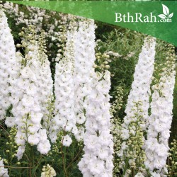 بذور نبات العايق الأبيض-Delphinum ajacis-نبات العائق بذور نبات العايق الأبيض-Delphinum ajacis-نبات العائق