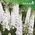 بذور نبات العايق الأبيض-Delphinum ajacis-نبات العائق
