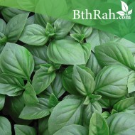 بذور الريحان الإيطالي - الريحان الحلو - Italian basil بذور الريحان الإيطالي - الريحان الحلو - Italian basil