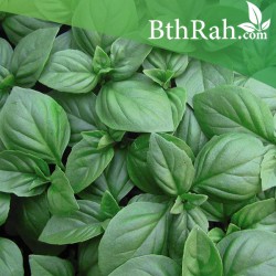 بذور الريحان الإيطالي - الريحان الحلو - Italian basil بذور الريحان الإيطالي - الريحان الحلو - Italian basil