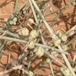 بذور عشبة العلنده - العلندا -Ephedra Alata