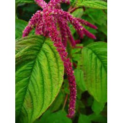 بذور زهور الأمارنتس-Amaranthus Caudatus